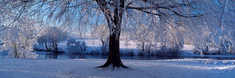 Framed Winter Trees Perkshire Scotland Print