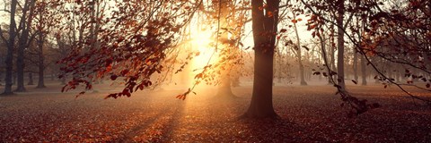 Framed Beech Trees Uppland Sweden Print