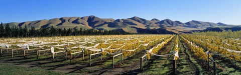 Framed Vineyards N Canterbury New Zealand Print