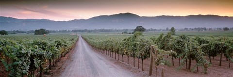 Framed Road in a vineyard, Napa Valley, California, USA Print