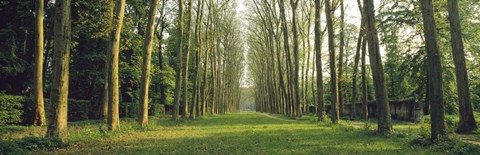 Framed Trees Versailles France Print