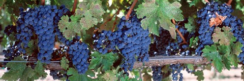 Framed USA, California, Napa Valley, grapes Print