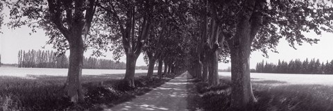 Framed Road Through Trees, Provence, France Print