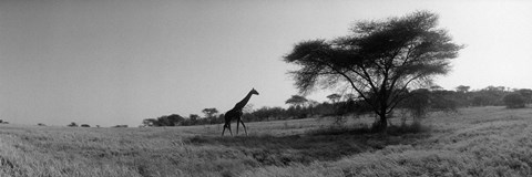 Framed Giraffe On The Plains, Kenya, Africa Print