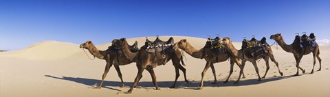 Framed Camels walking in the desert Print