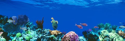 Framed Underwater, Caribbean Sea Print