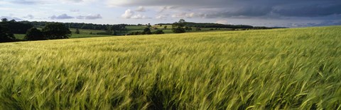 Framed Barley Field, Wales, United Kingdom Print