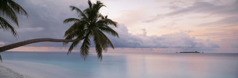 Framed Palm tree, Indian Ocean Maldives Print