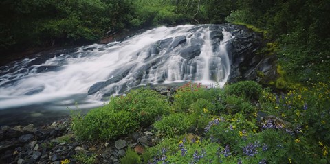 Framed Waterfall in the forest, Mt Rainier National Park, Washington State, USA Print