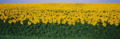 Framed Sunflower Field, Maryland, USA Print