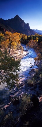 Framed High angle view of a river flowing through a forest, Virgin River, Zion National Park, Utah, USA Print