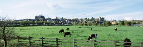 Framed Cows grazing in a field with a city in the background, Arundel, Sussex, West Sussex, England Print