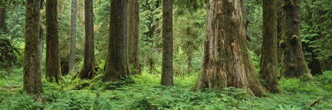 Framed Trees in a rainforest, Hoh Rainforest, Olympic National Park, Washington State, USA Print