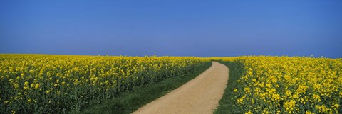 Framed Dirt road running through an oilseed rape field, Germany Print