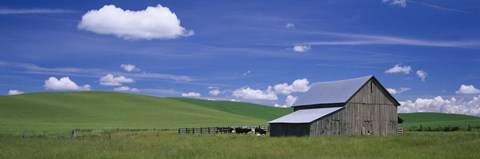 Framed Cows and a barn in a wheat field, Washington State, USA Print