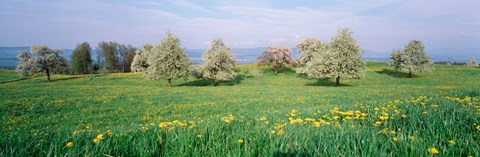 Framed Peartrees Fields Aargau Switzerland Print