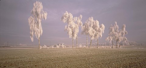 Framed Birch Trees w\ rime Switzerland Print