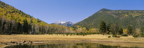 Framed Trees on the mountainside, Kachina Peaks Wilderness, Flagstaff, Arizona, USA Print