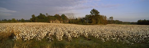 Framed Cotton plants in a field, North Carolina, USA Print