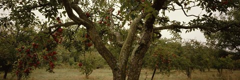 Framed Apple trees in an orchard, Sebastopol, Sonoma County, California, USA Print