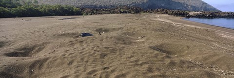 Framed Green turtles nesting at a coast, Isabela Island, Galapagos Islands, Ecuador Print