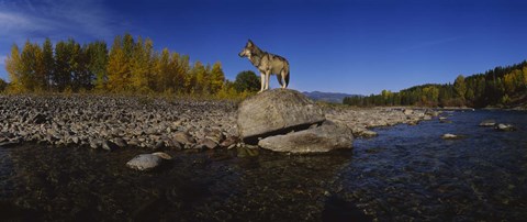 Framed Wolf standing on a rock at the riverbank, US Glacier National Park, Montana, USA Print