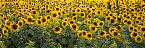 Framed Sunflowers (Helianthus annuus) in a field, Bouches-Du-Rhone, Provence, France Print