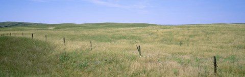 Framed Grass on a field, Cherry County, Nebraska, USA Print