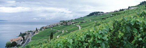 Framed Vineyard on a hillside in front of a lake, Lake Geneva, Rivaz, Vaud, Switzerland Print