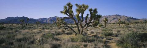 Framed Joshua trees on a landscape, Joshua Tree National Monument, California, USA Print