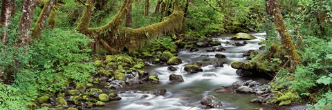 Framed Creek Olympic National Park WA USA Print