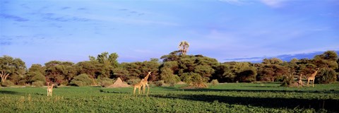 Framed Giraffes in a field, Moremi Wildlife Reserve, Botswana, South Africa Print