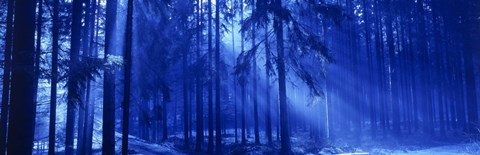 Framed Trees Titisee Germany Print