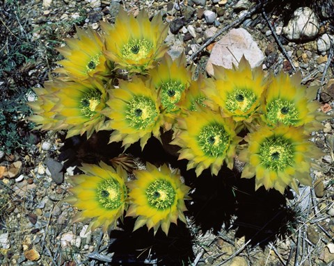 Framed High angle view of cactus flowers, Big Bend National Park, Texas, USA Print