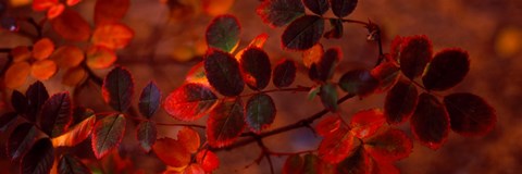 Framed Autumn leaves, Colorado, USA Print