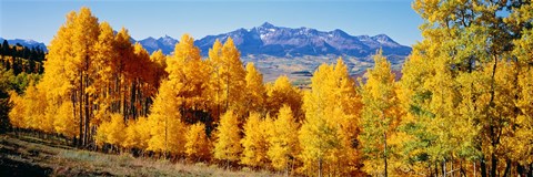 Framed Fall Aspen Trees Telluride CO Print