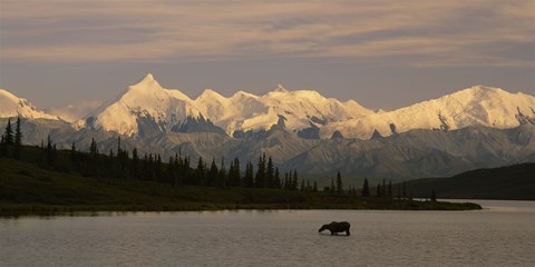 Framed Moose standing on a frozen lake, Wonder Lake, Denali National Park, Alaska, USA Print