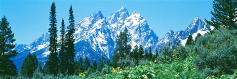 Framed Snow covered peaks, Grand Teton National Park WY Print