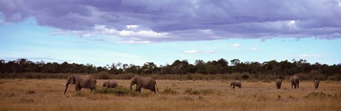 Framed Africa, Kenya, Masai Mara National Reserve, Elephants in national park Print