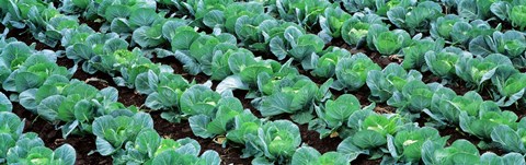 Framed Cabbage, Yamhill Co, Oregon, USA Print