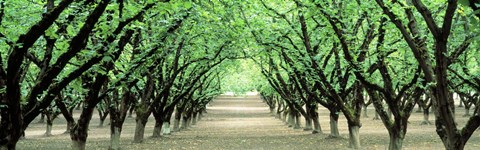 Framed Hazel Nut Orchard, Dayton, Oregon, USA Print