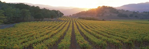 Framed Sunset, Vineyard, Napa Valley, California, USA Print