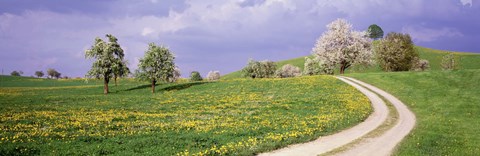 Framed Meadow Of Dandelions, Zug, Switzerland Print