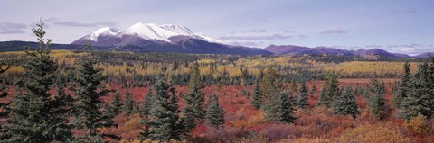 Framed Canada, Yukon Territory, View of pines trees in a valley Print
