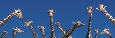 Framed Curious Giraffes (concept) Kenya Africa Print