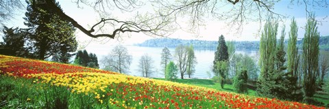 Framed Lake Constance, Insel Mainau, Germany Print