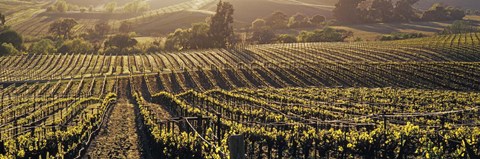 Framed Aerial View Of Rows Crop In A Vineyard, Careros Valley, California, USA Print