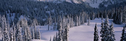 Framed Fir Trees, Mount Rainier National Park, Washington State, USA Print