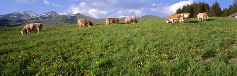 Framed Switzerland, Cows grazing in the field Print