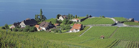 Framed Aerial View Of Vineyards By A Lake, Lake Geneva, Vaud, Switzerland Print